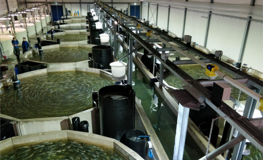 recirculating aquaculture system